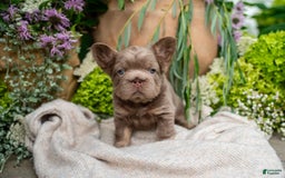 French Bulldog dogs for sale: Pearl - Image 10
