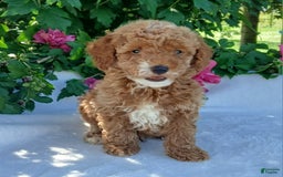 Toy Poodle dogs for sale: Shep - Image 2