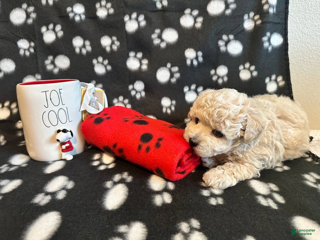 Toy Poodle dogs for sale: Honey - Image 2