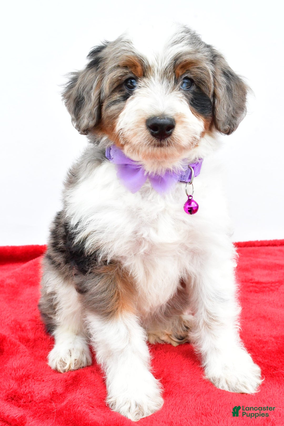 Mini Aussiedoodle dogs for sale: Lily - Image 2