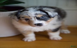 Australian Shepherd dogs for sale: Strawberry - Image 4
