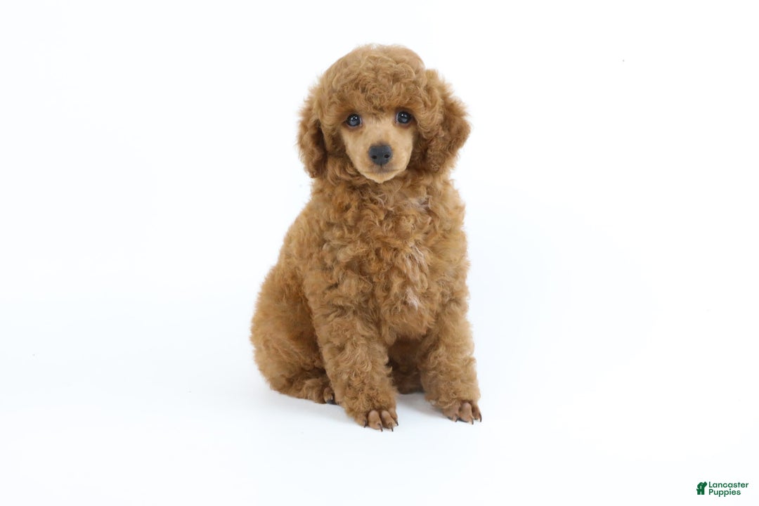 Miniature Poodle dogs for sale: Chase - Image 11