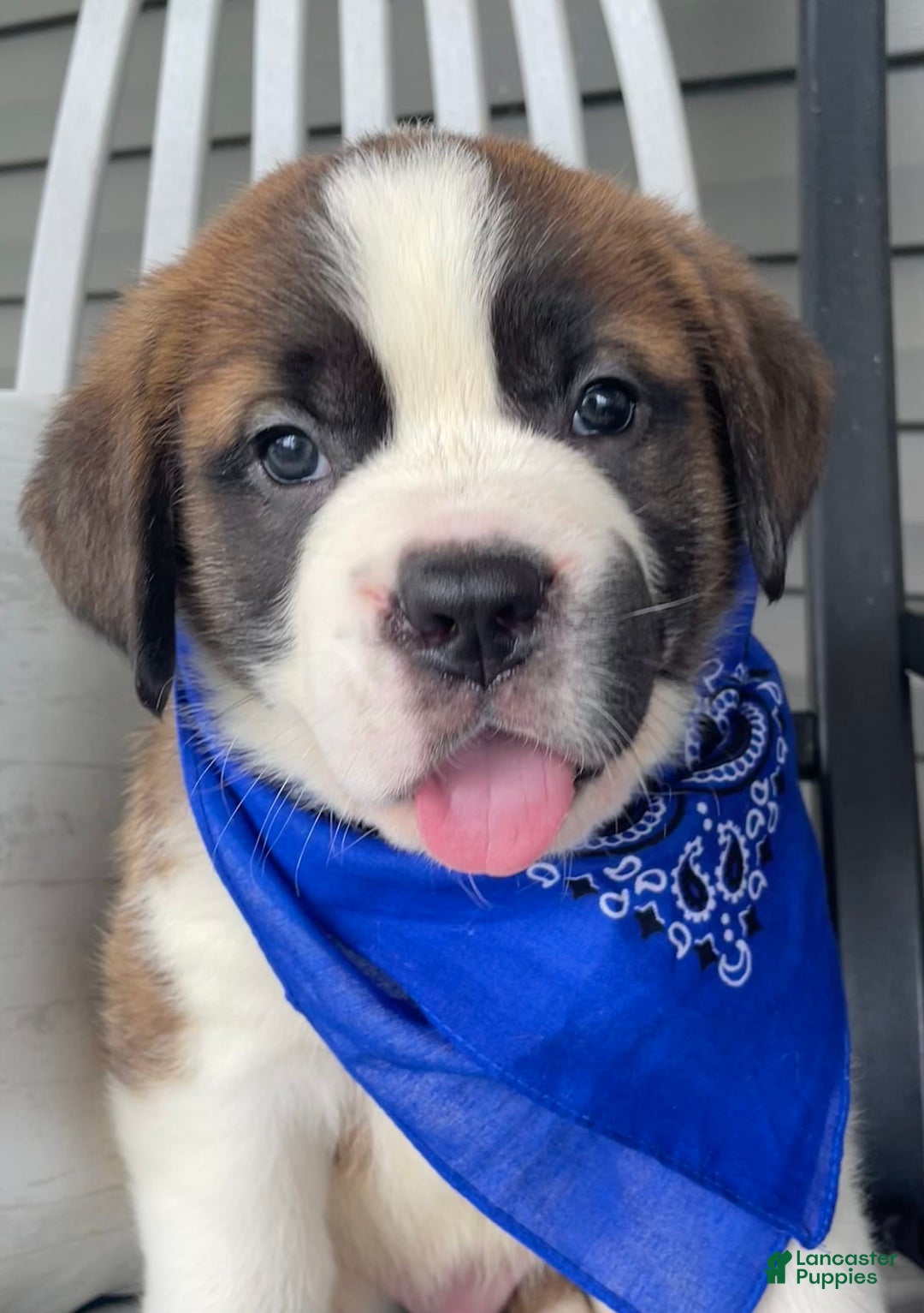 Saint Bernard dogs for sale: Oliver - Image 1
