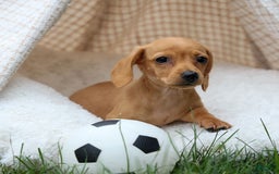 Miniature Dachshund dogs for sale: Miniature Dachshund 3 puppies - Image 8