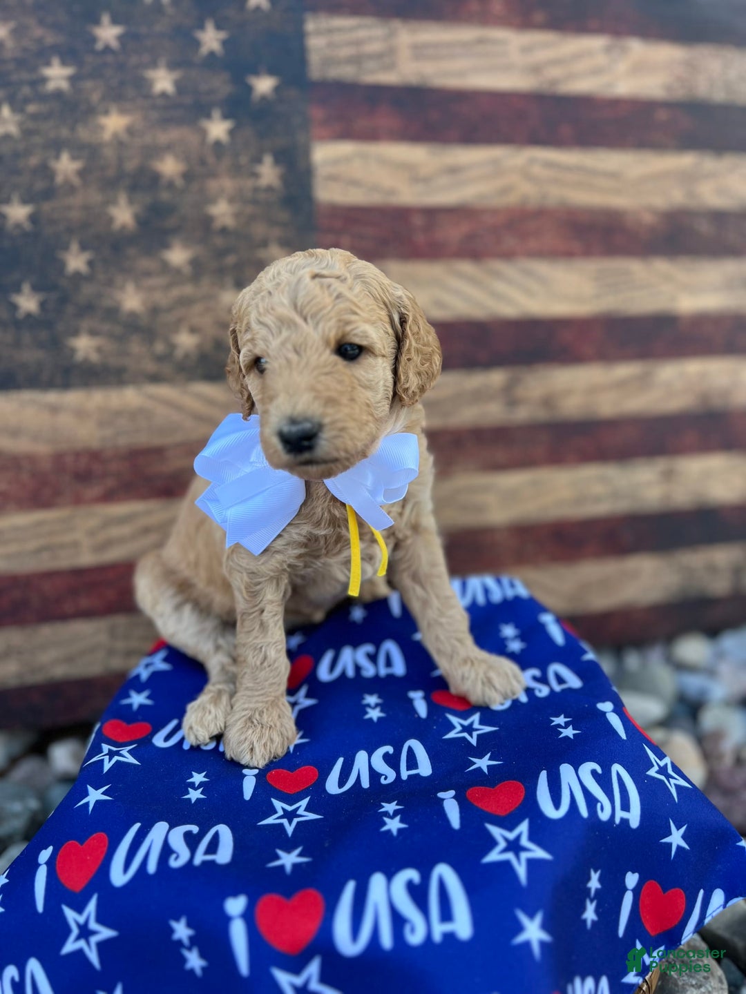 Standard Poodle dogs for sale: Ocean / Yellow Girl - Image 1