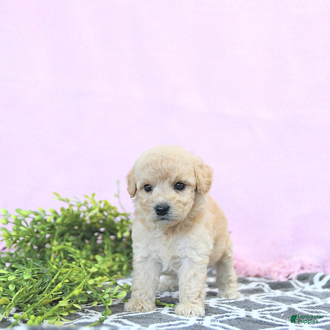 Mini Goldendoodle dogs for sale: Kinley - Image 15