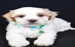 Maltipoo dogs for sale: Buddy - Image 4