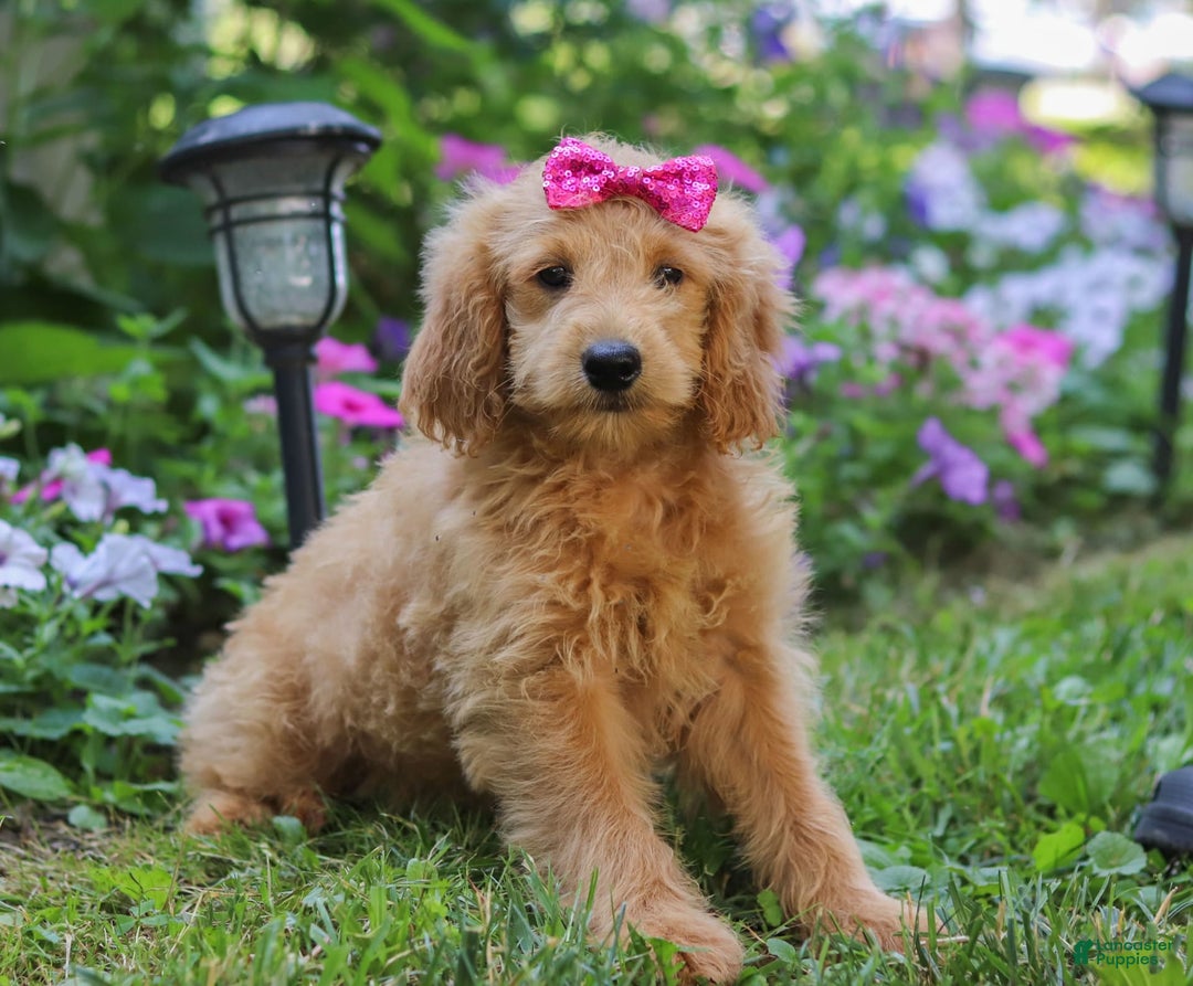 Mini Goldendoodle dogs for sale: Lucy - Image 3
