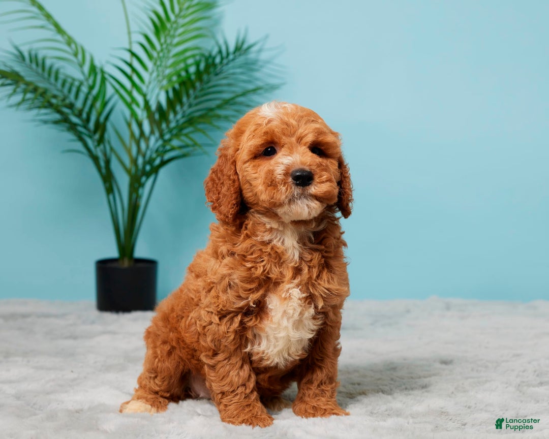 Mini Goldendoodle dogs for sale: Nellie - Image 3