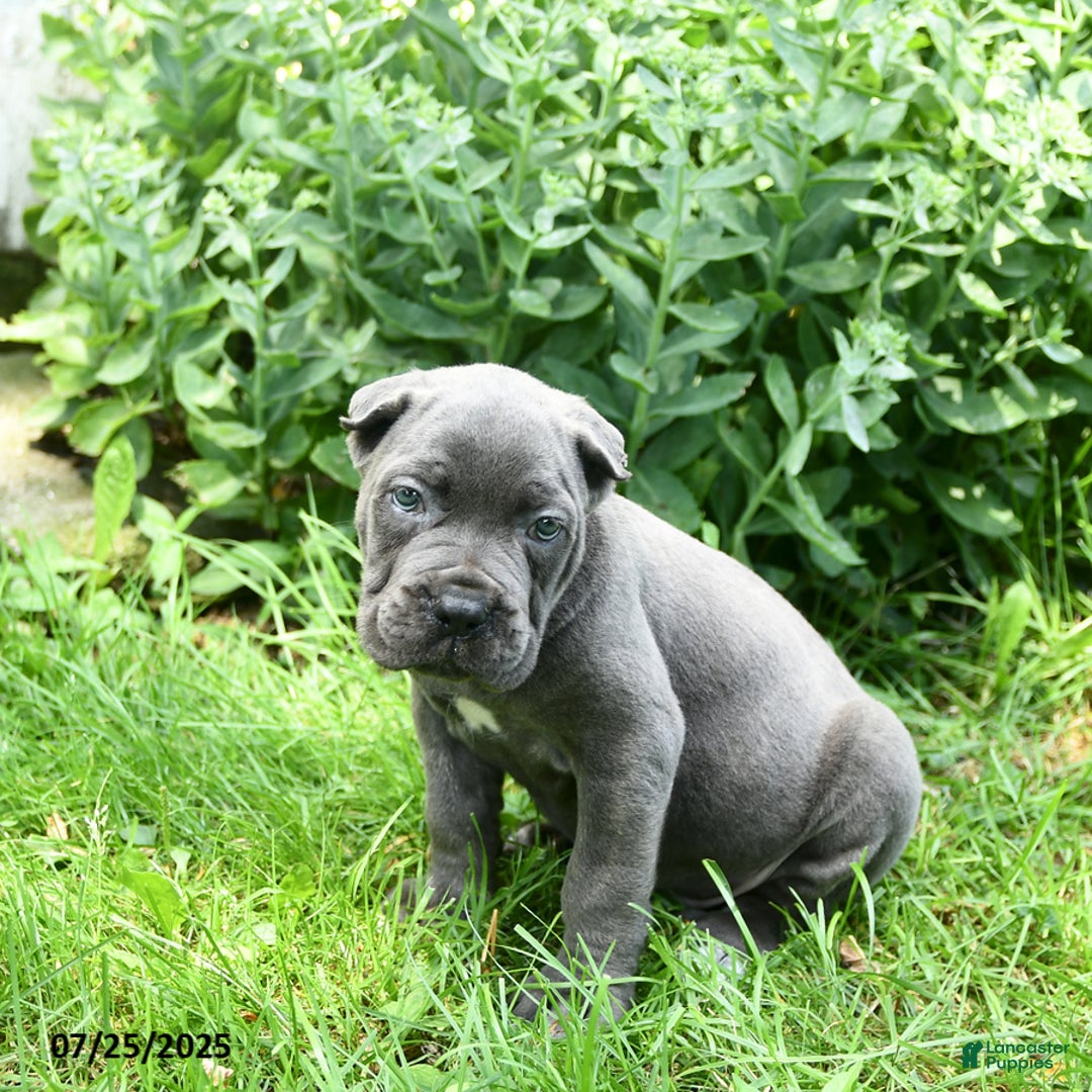Cane Corso dogs for sale: Cane Corso 8 puppies - Image 8