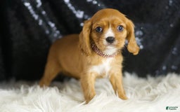 Cavalier King Charles Spaniel dogs for sale: Sonoma - Image 1