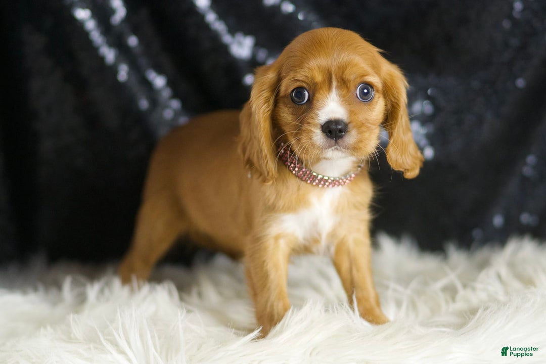 Cavalier King Charles Spaniel dogs for sale: Sonoma - Image 1