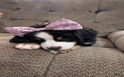 Bernese Mountain Dog dogs for sale: Violet - Image 6