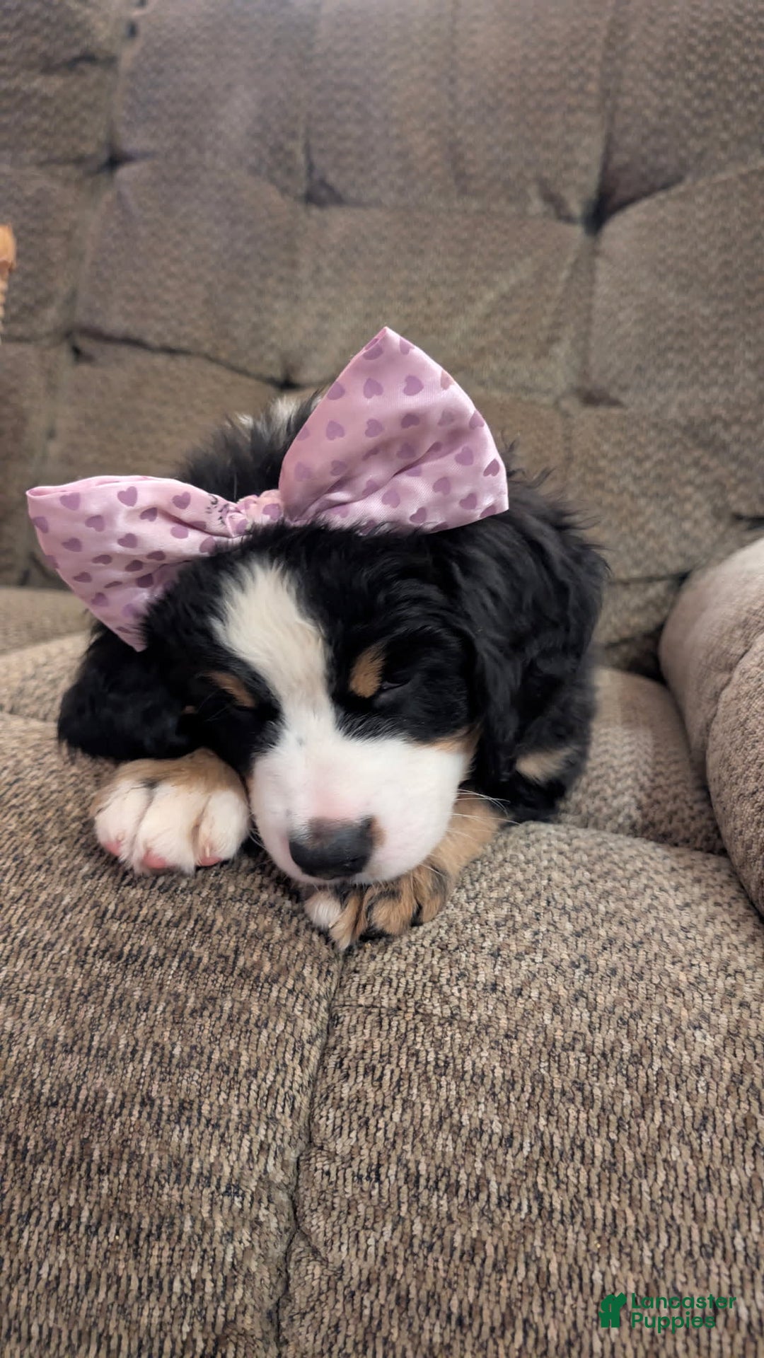 Bernese Mountain Dog dogs for sale: Violet - Image 6