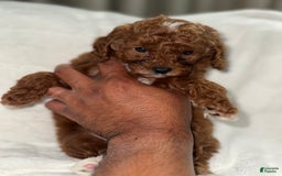 Toy Poodle dogs for sale: Choco - Image 7