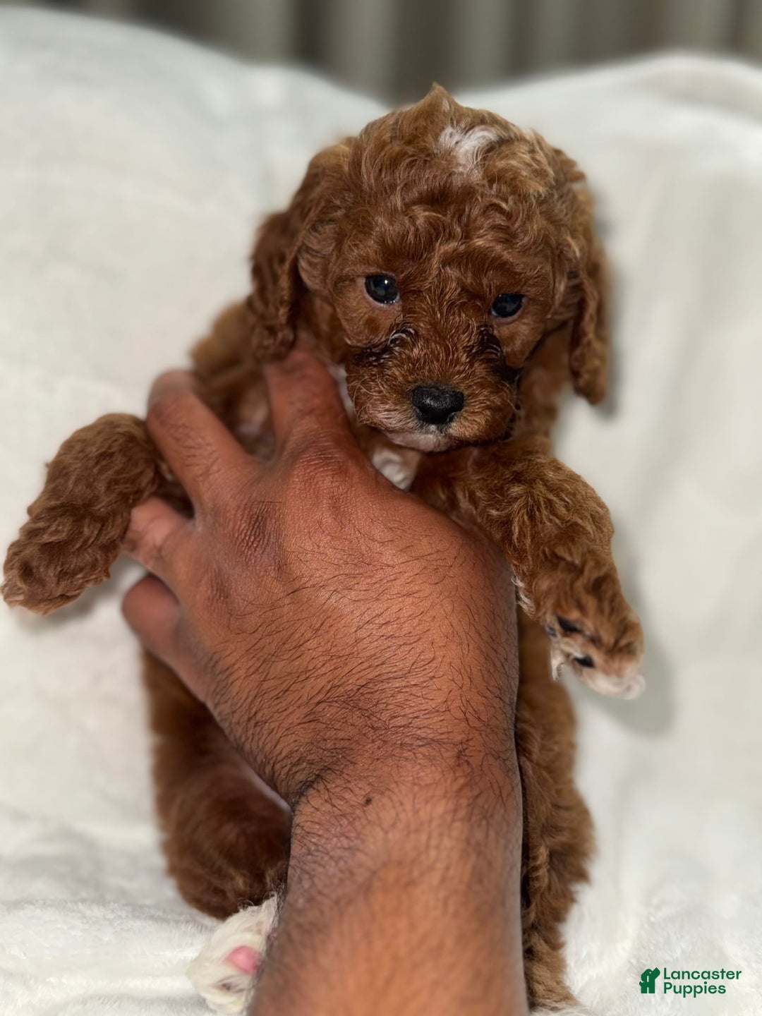 Toy Poodle dogs for sale: Choco - Image 7