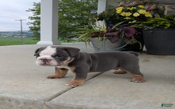 English Bulldog dogs for sale: Tuffy - Image 5