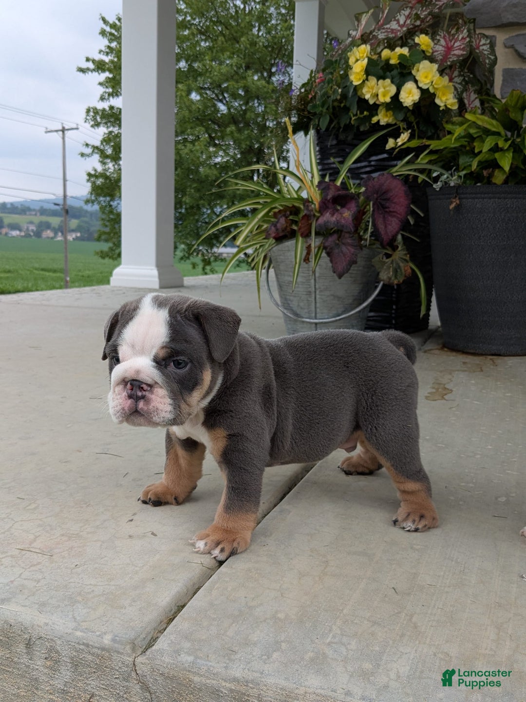 English Bulldog dogs for sale: Tuffy - Image 5