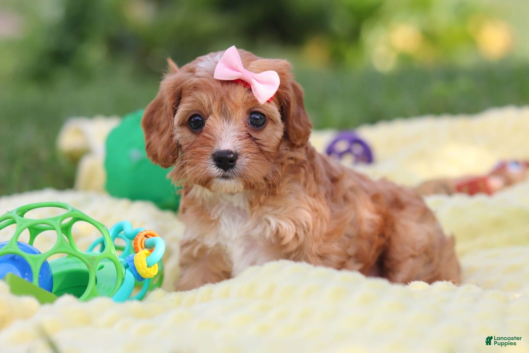 Cavapoo dogs for sale: Lucy - Image 7