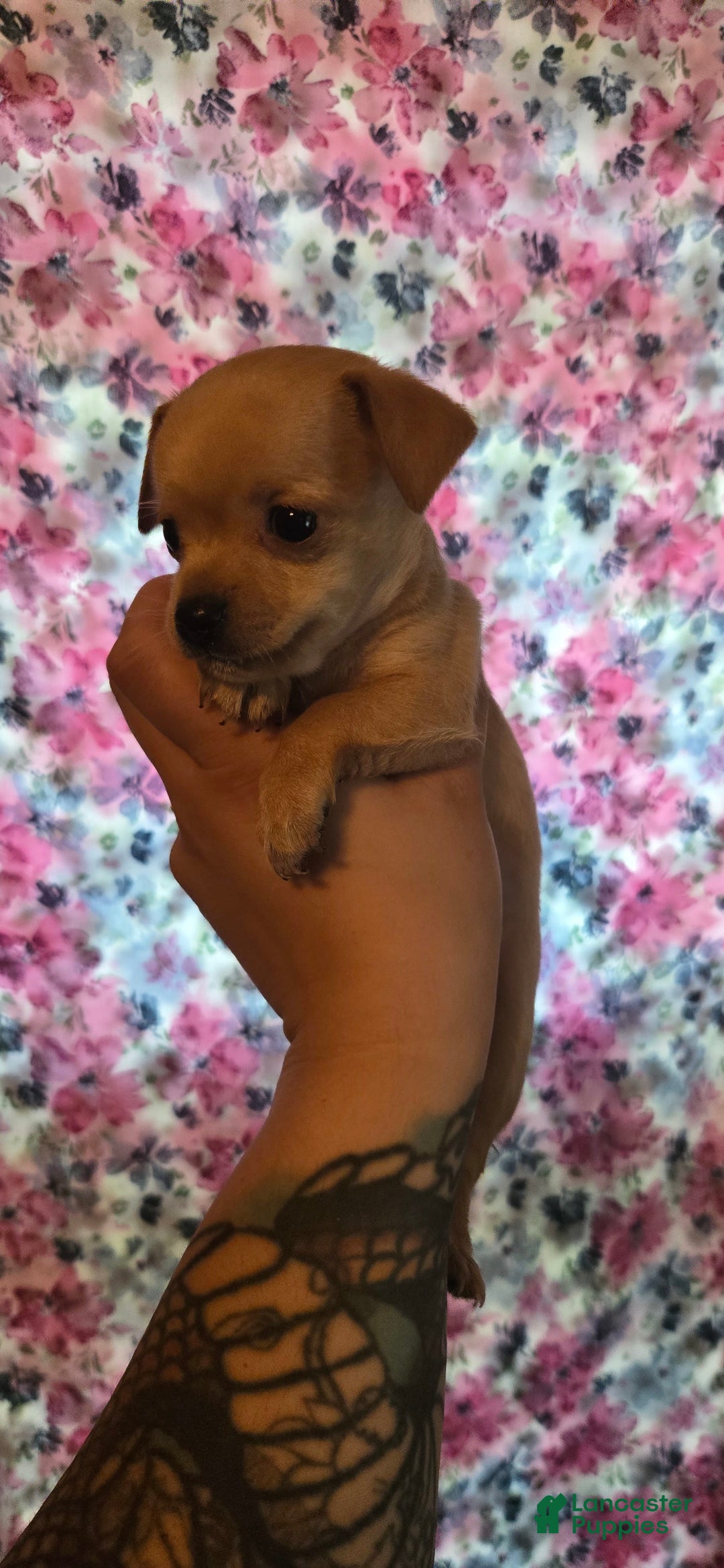 Chipoo dogs for sale: Courage - Image 1