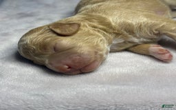 Miniature Poodle dogs for sale: Rapunzel - Image 4