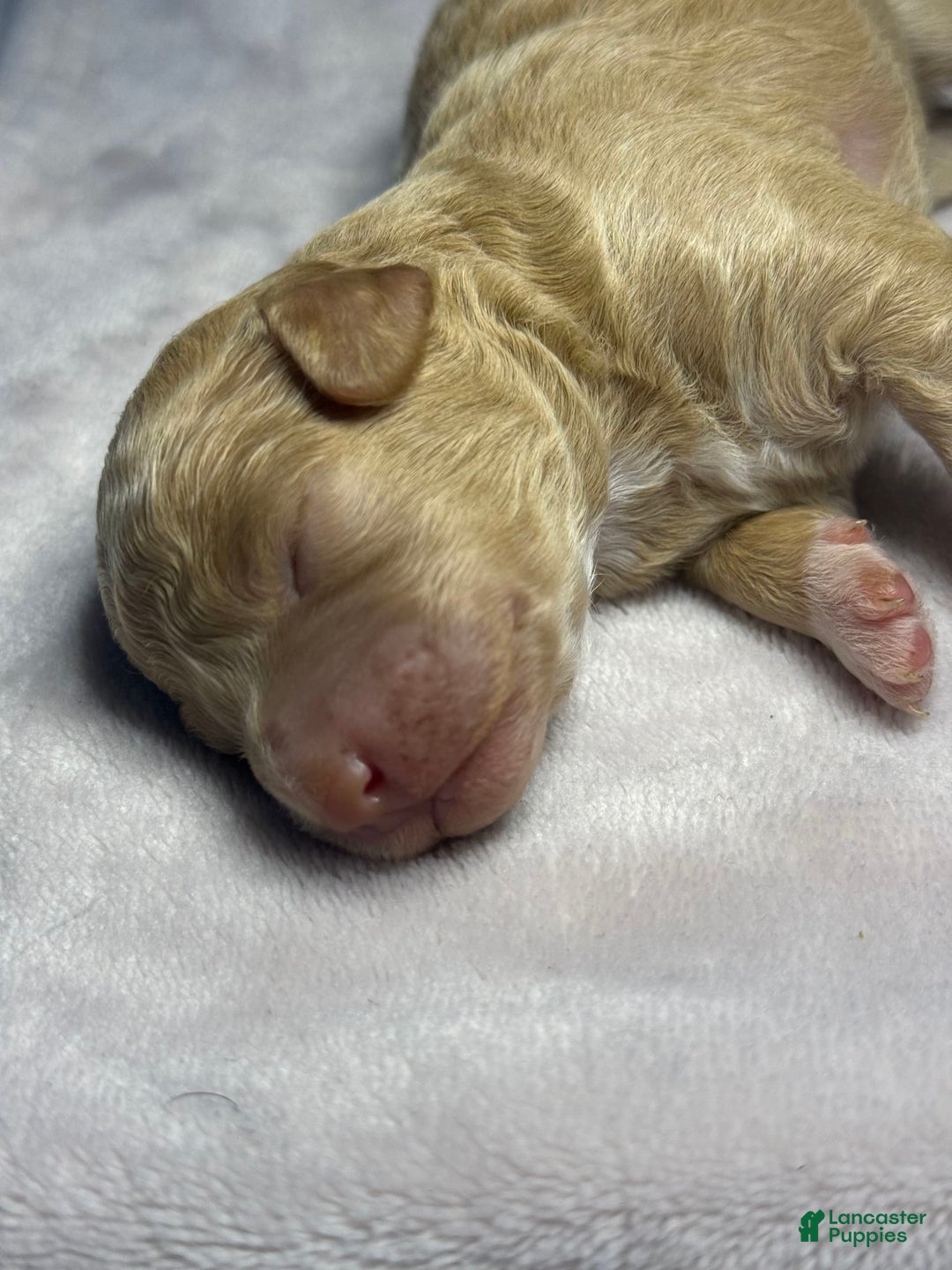 Miniature Poodle dogs for sale: Rapunzel - Image 4