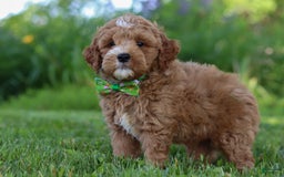 Mini Goldendoodle dogs for sale: Yellow Collar - Image 1