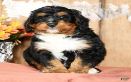 Mini Bernedoodle dogs for sale: Treyston - Image 9