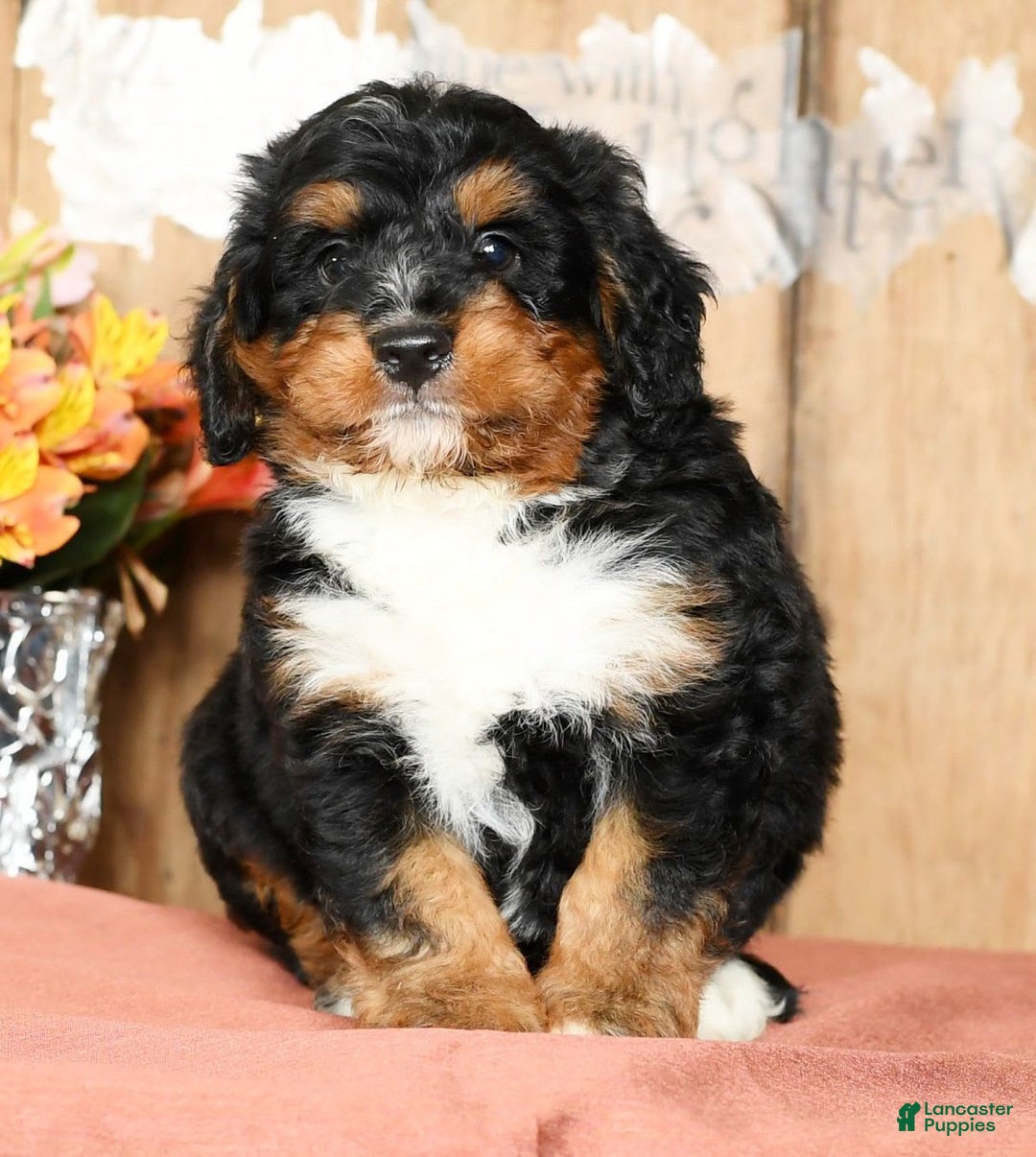 Mini Bernedoodle dogs for sale: Treyston - Image 9