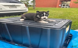 Siberian Husky dogs for sale: Six - Image 2