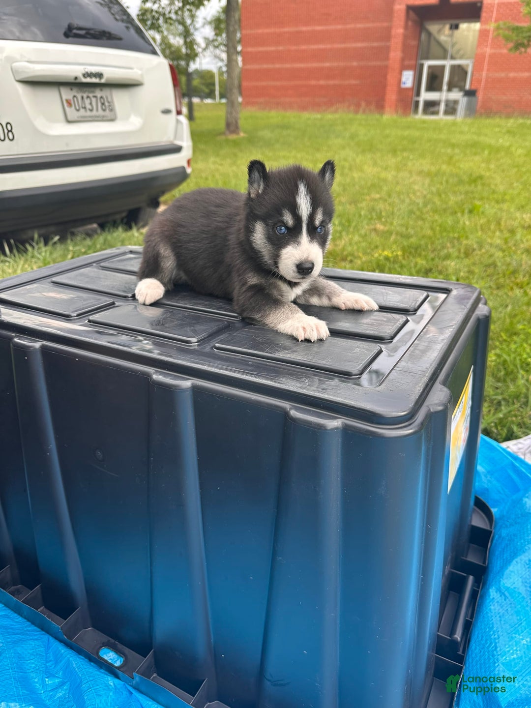 Siberian Husky dogs for sale: Six - Image 2