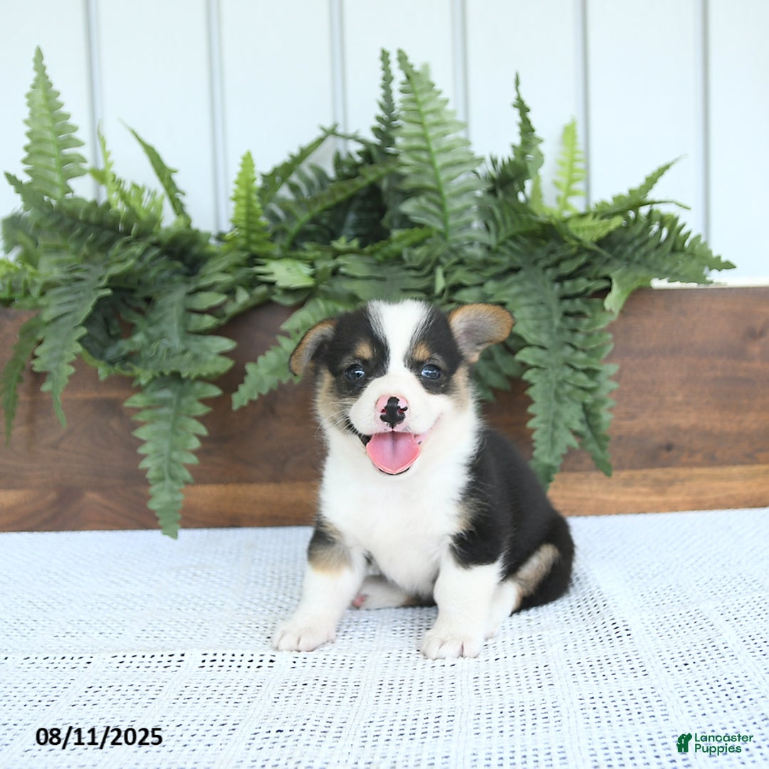 Welsh Corgi Pembroke dogs for sale: Mia - Image 2