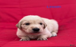 Golden Retriever dogs for sale: Golden Retriever 10 puppies - Image 3