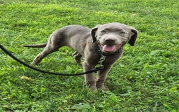 Labrador Retriever dogs for sale: Silver Skye - Image 1