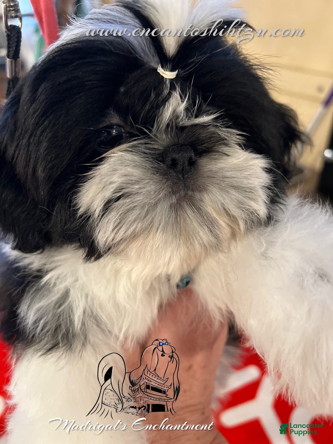 Shih Tzu dogs for sale: Spice - Image 4