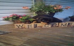 Rottweiler dogs for sale: Ninja - Image 8