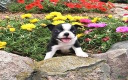 Boston Terrier dogs for sale: Boston Terrier 3 puppies - Image 4