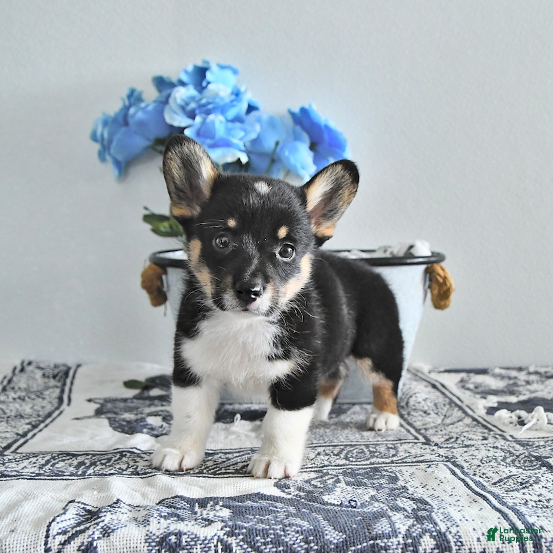 Welsh Corgi Pembroke dogs for sale: Welsh Corgi (Pembroke) 9 puppies - Image 6