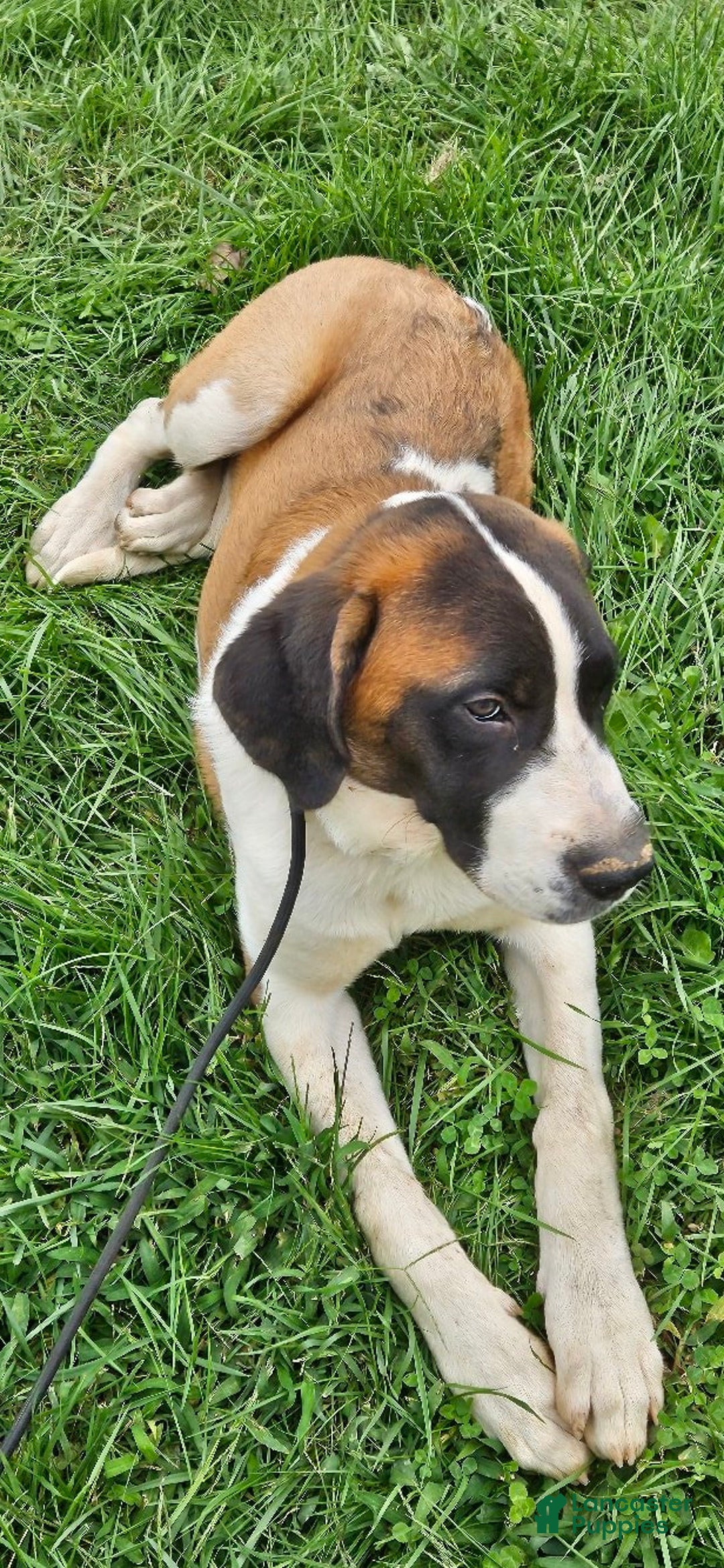 Saint Bernard dogs for sale: Will - Image 5