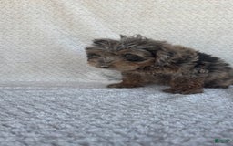 Mini Aussiedoodle dogs for sale: Holly - Image 4