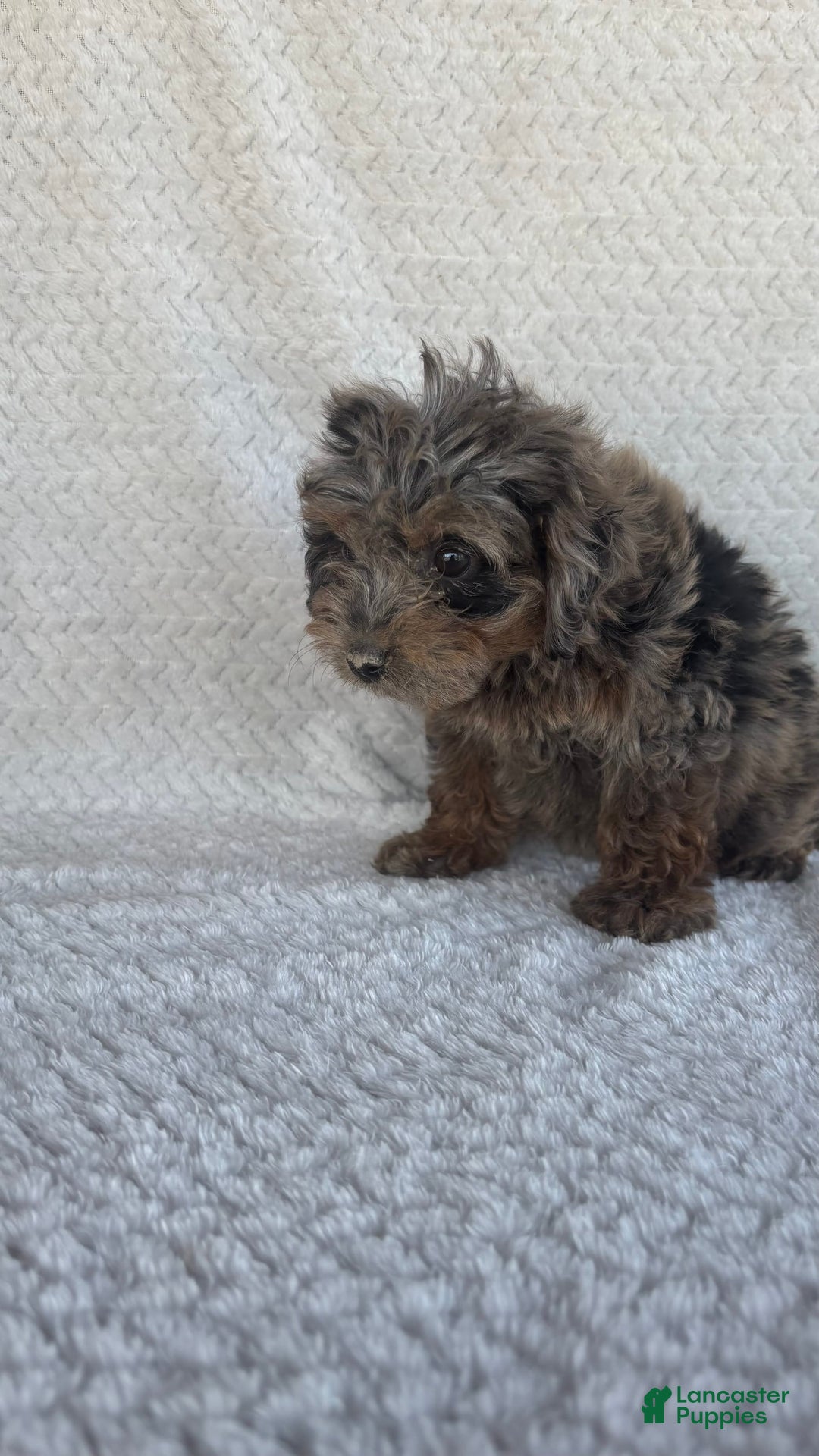 Mini Aussiedoodle dogs for sale: Holly - Image 4