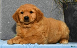 Golden Retriever dogs for sale: Millie - Image 8