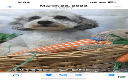 Maltipoo dogs for sale: Louis - Image 7