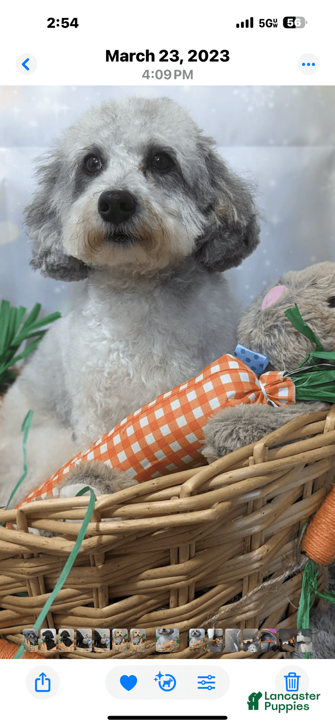 Maltipoo dogs for sale: Louis - Image 7