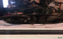 Norwegian Elkhound dogs for sale: Bear - Image 1