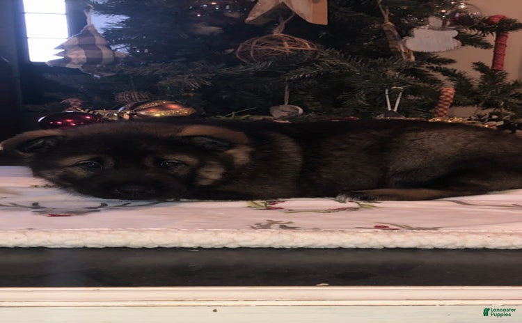 Norwegian Elkhound dogs for sale - Ad 1