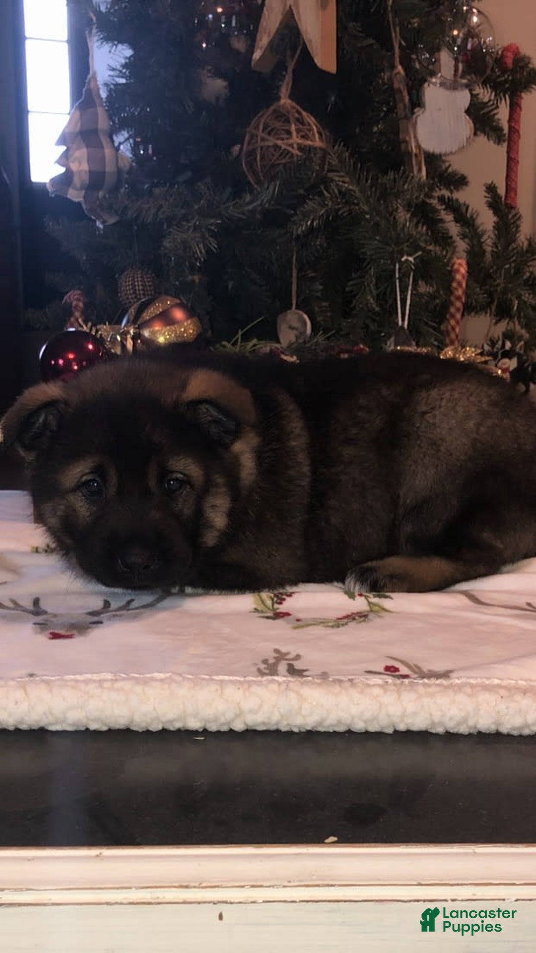 Norwegian Elkhound dogs for sale: Bear - Image 1