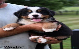 Bernese Mountain Dog dogs for sale: Waylon - Image 3
