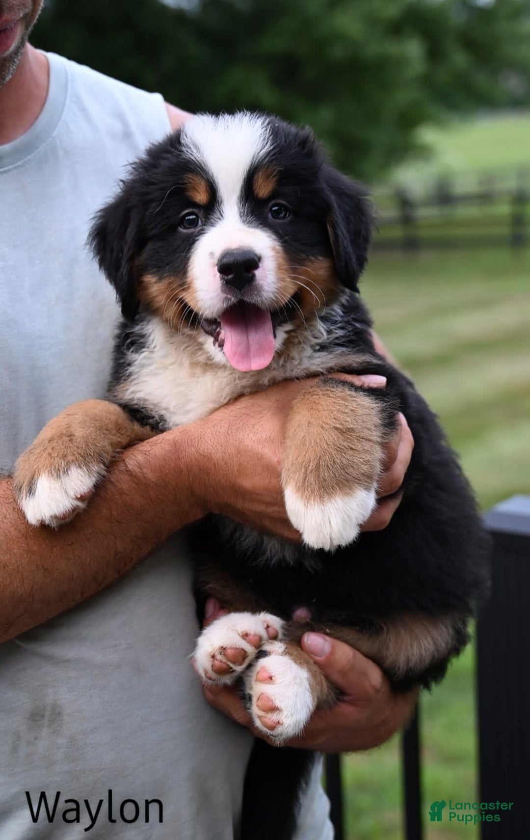 Bernese Mountain Dog dogs for sale: Waylon - Image 3