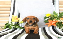 Miniature Dachshund dogs for sale: Patrick - Image 2